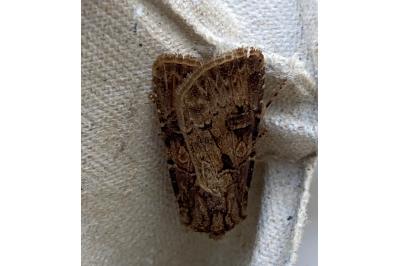 <i>Agrotis clavis</i>