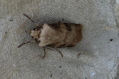 <i>Agrotis puta</i>