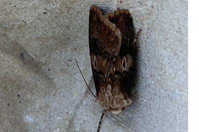 <i>Agrotis puta</i>