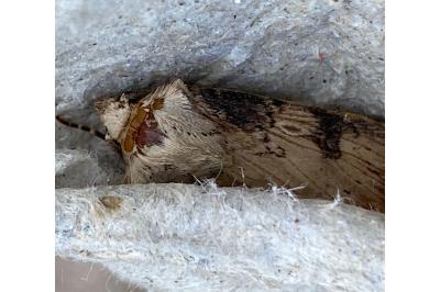 <i>Agrotis puta</i>