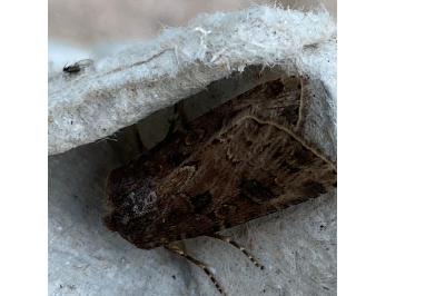 <i>Agrotis</i>
