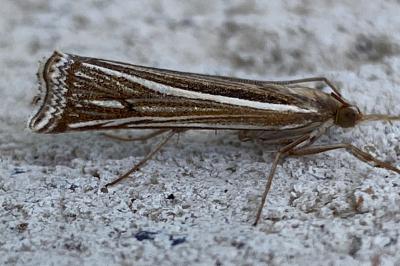 <i>Ancylolomia tentaculella</i>