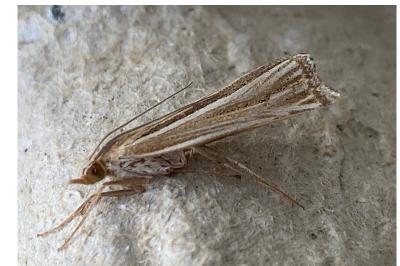<i>Ancylolomia tentaculella</i>