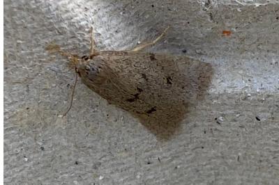 <i>Apaidia mesogona</i>