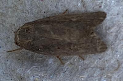 <i>Proxenus hospes</i>