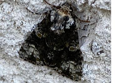 <i>Craniophora ligustri</i>