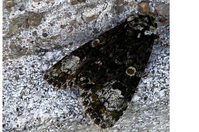 <i>Craniophora ligustri</i>