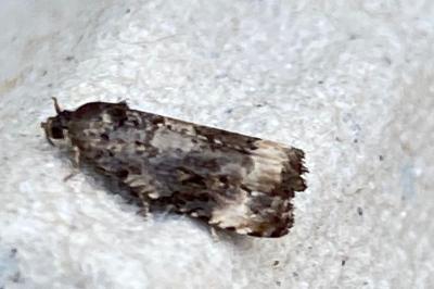 <i>Endothenia</i>