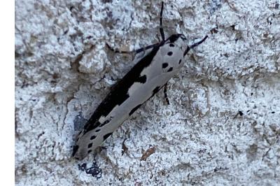 <i>Ethmia bipunctella</i>