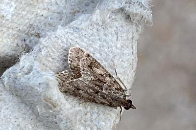 <i>Eudonia</i>