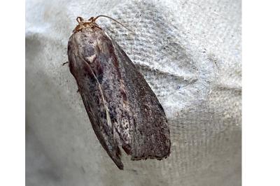 <i>Galleria mellonella</i>