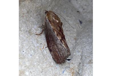 <i>Galleria mellonella</i>