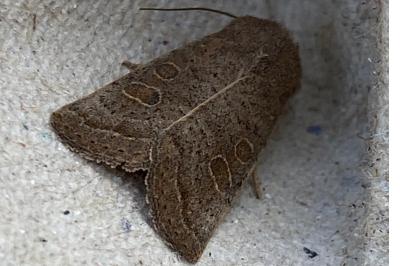 <i>Hoplodrina ambigua</i>