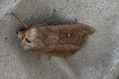 <i>Mythimna albipuncta</i>