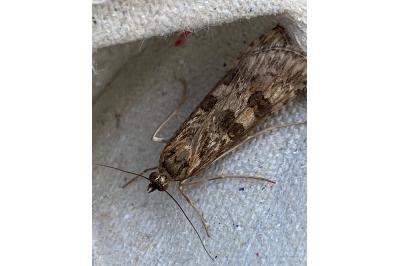 <i>Nomophila noctuella</i>