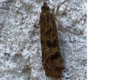 <i>Nomophila noctuella</i>