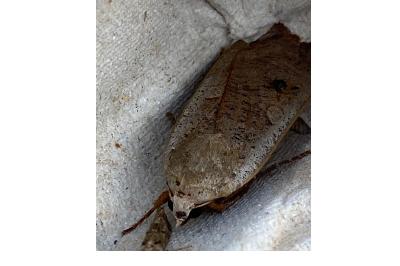 <i>Noctua pronuba</i>