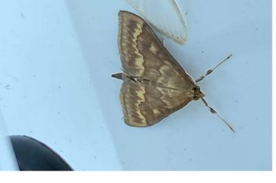 <i>Ostrinia nubilalis</i>