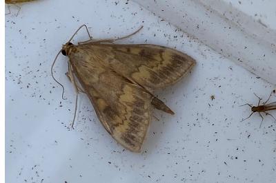 <i>Ostrinia nubilalis</i>