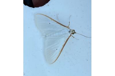 <i>Palpita vitrealis</i>