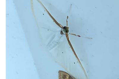 <i>Palpita vitrealis</i>