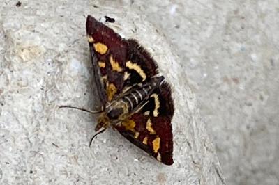 <i>Pyrausta purpuralis</i>