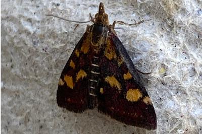 <i>Pyrausta purpuralis</i>