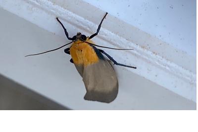 <i>Lithosia quadra</i>