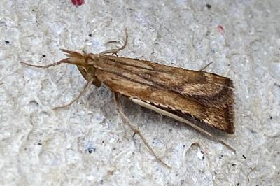 <i>Stemmatophora brunnealis</i>