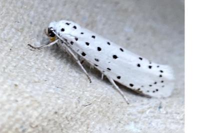 <i>Yponomeuta</i>