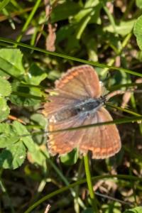<i>Polyommatus icarus</i>
