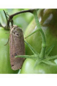 <i>Noctua pronuba</i>