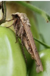 <i>Noctua pronuba</i>