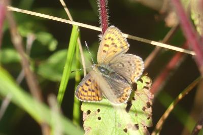 <i>Lycaena tityrus</i>