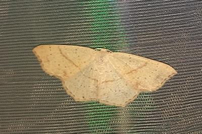 <i>Cyclophora punctaria</i>