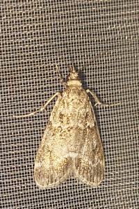 <i>Eudonia mercurella</i>