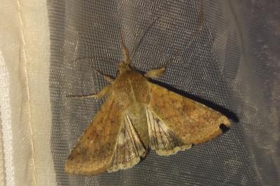 <i>Helicoverpa armigera</i>