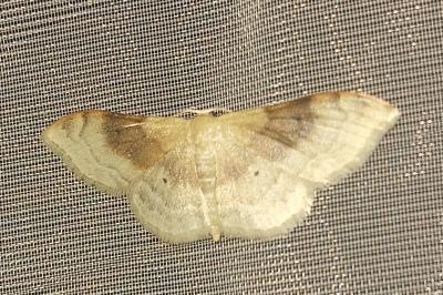 <i>Idaea degeneraria</i>