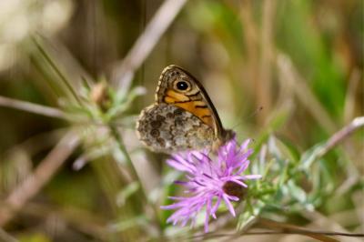 <i>Lasiommata megera</i>