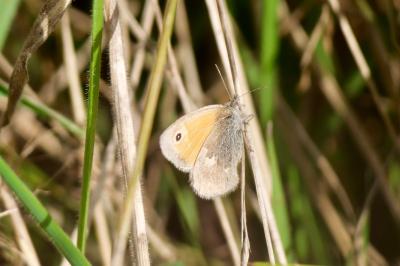 <i>Coenonympha pamphilus</i>