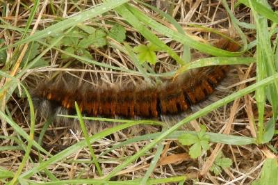 <i>Macrothylacia rubi</i>