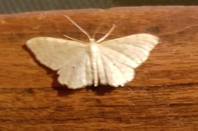 <i>Scopula immutata</i>