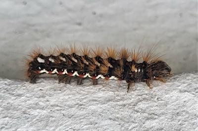 <i>Acronicta rumicis</i>