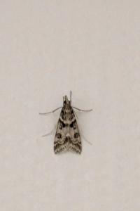 <i>Eudonia angustea</i>
