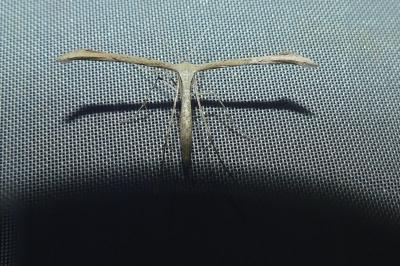 <i>Emmelina</i>