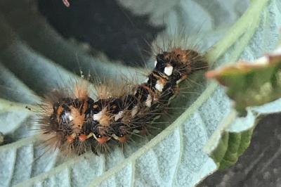 <i>Acronicta rumicis</i>