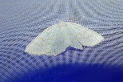 <i>Cabera exanthemata</i>