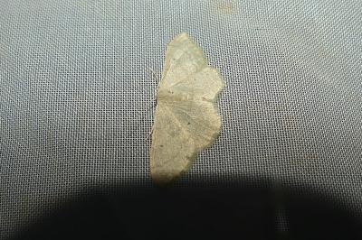 <i>Idaea straminata</i>