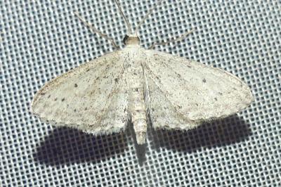 <i>Idaea seriata</i>