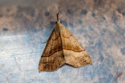 <i>Hypena proboscidalis</i>